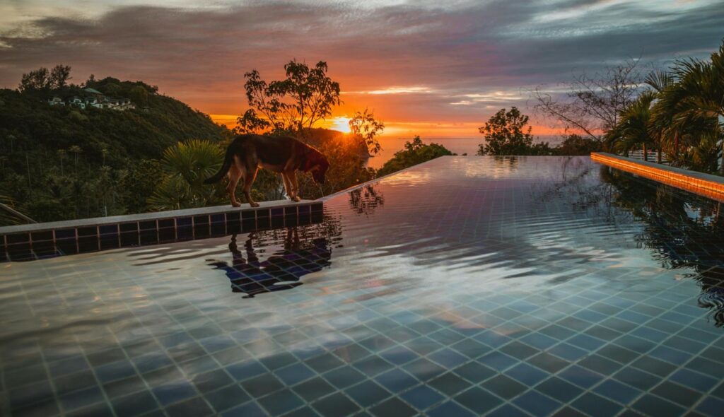pool and pets